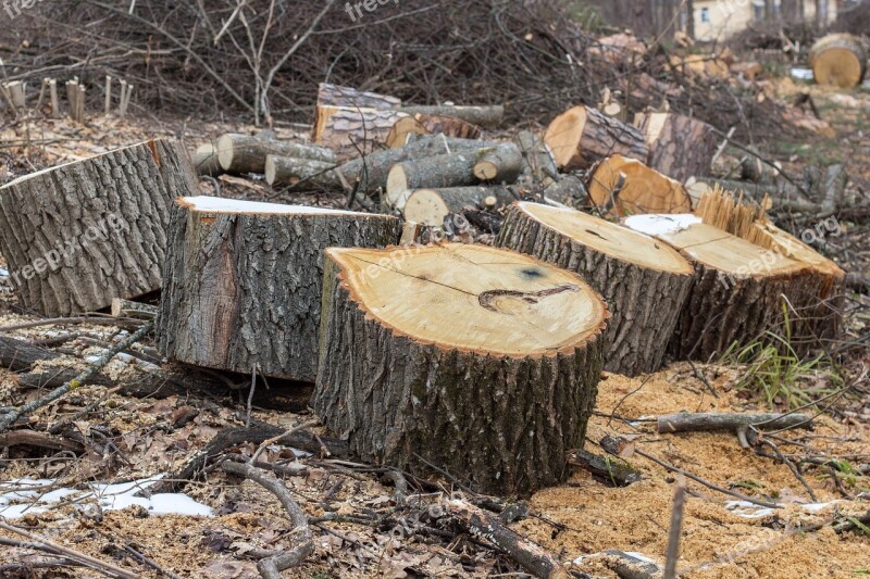 Branch Stumps Saw Cut Logs Sawmill