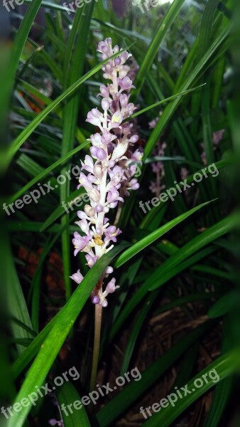 Liriope Flower Plant Grassy Grass Like