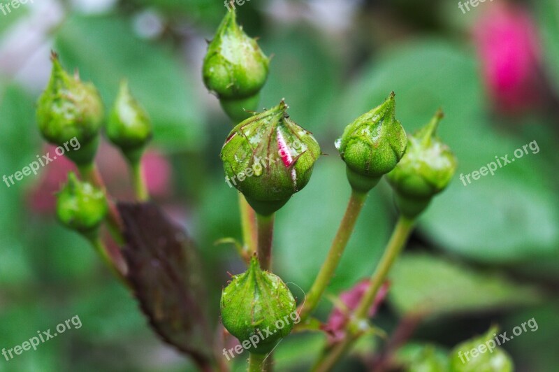 Flower Rose Plant Garden Water