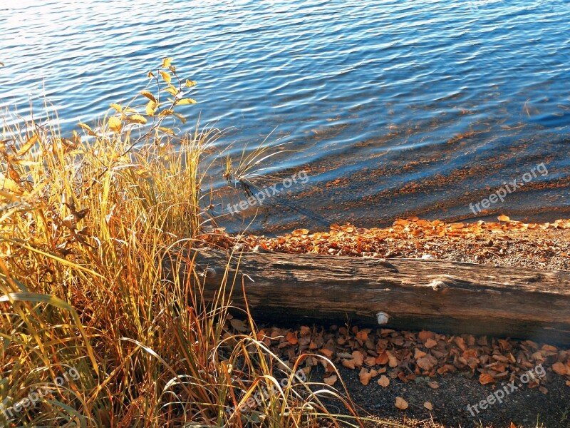 Lake Fall Water Driftwood Nature