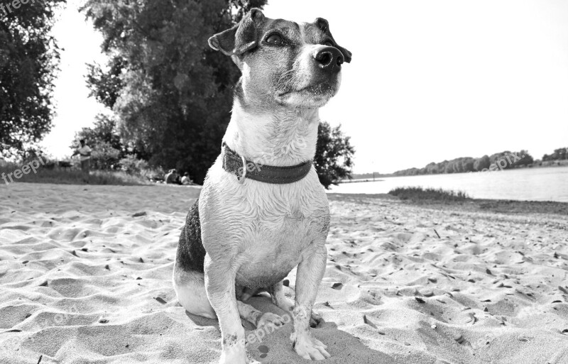 Dog Terrier Beach Pet Snout