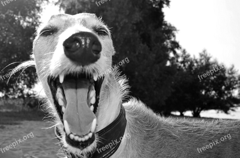 Dog Animal Greyhound Spanish Greyhound Snout