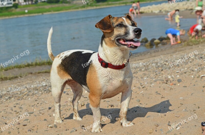 Dog Terrier Beach Pet Snout