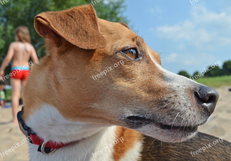 Dog Terrier Beach Pet Snout