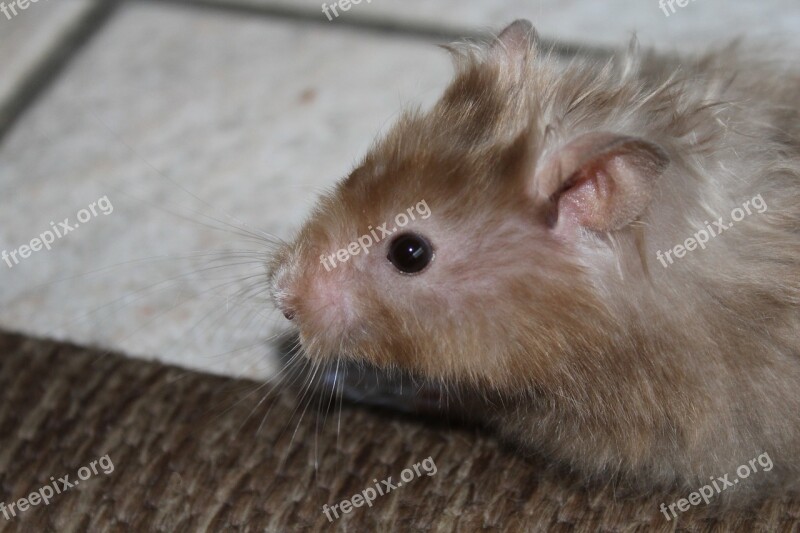 Hamster Nager Rodent Animal Close Up