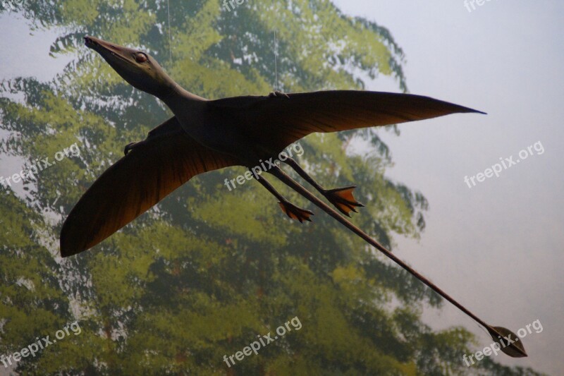 Pterosaur Replica Exhibit Museum Of Natural History Dinosaur