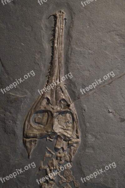 Fossil Skull Head Skeleton Crocodile