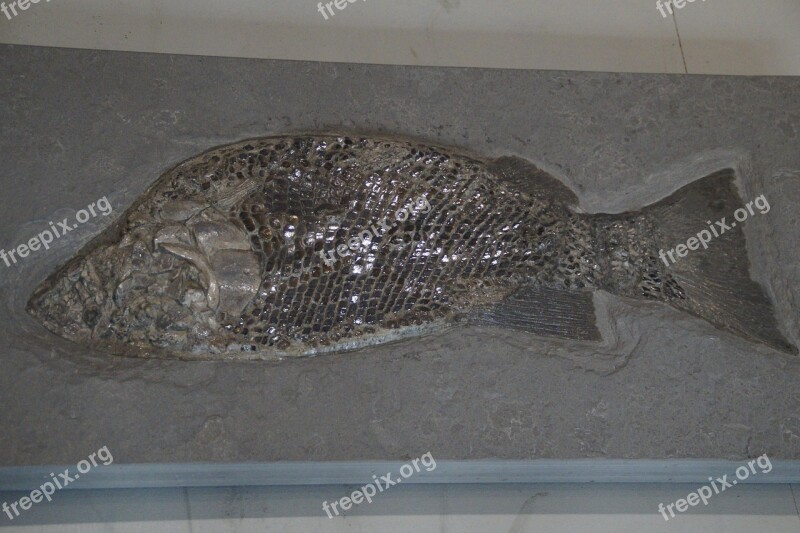 Fossil Fossils Fish Petrified Scale