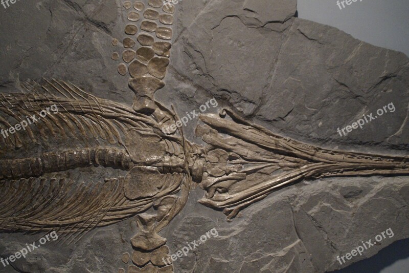 Ichthyosaurs Ichthyosaur Fossil Skeleton Fossilized