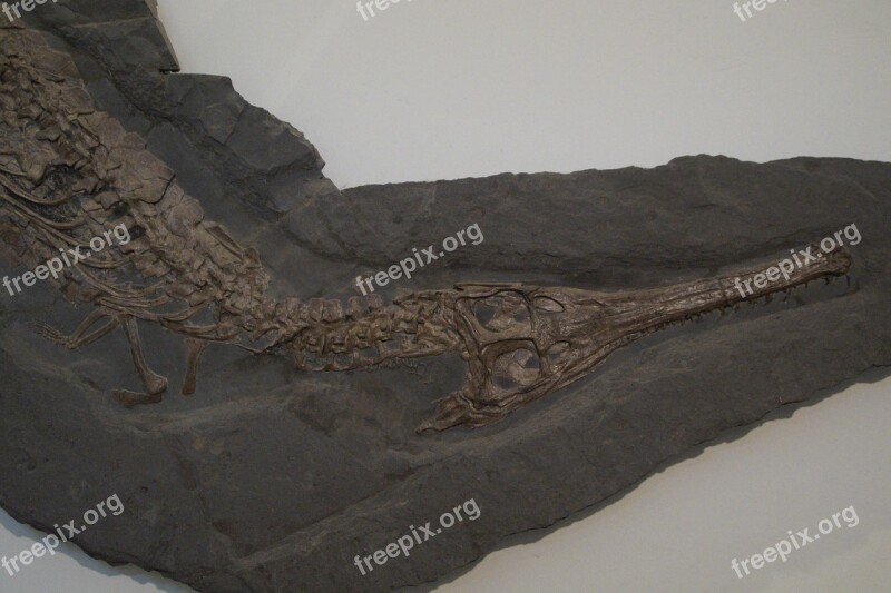 Fossil Crocodile Skeleton Fossilized Petrification