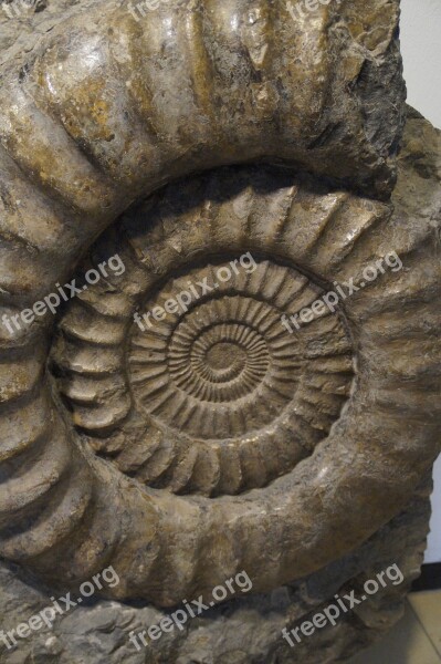 Fossil Snail Ammonit Fossilized Petrification