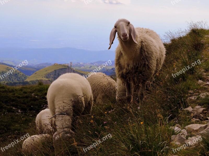 Sheep Flock Animal Mountain Grass