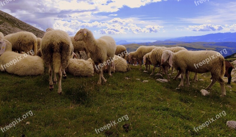 Sheep Flock Landscape Clouds Grass