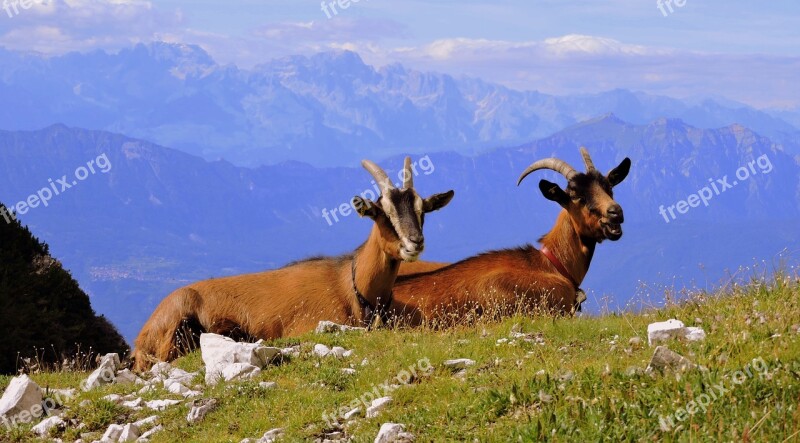 Capra Lying Prato Mountains Mountain