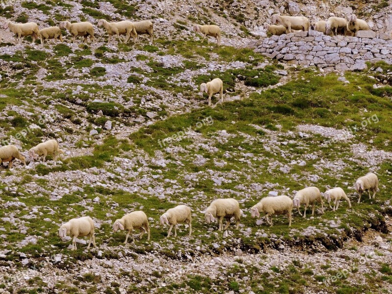 Flock Row Grass Animal Sheep