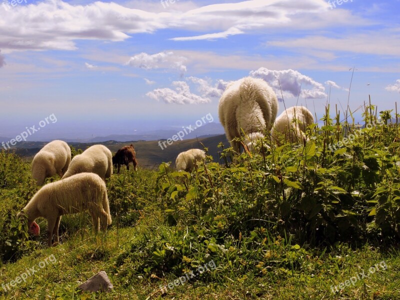 Flock Grass Sky Clouds Animal