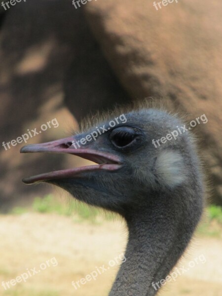 Ostrich Bird Head Beak Neck