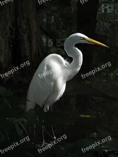 Great Egret Waterfowl Bird Large Heron