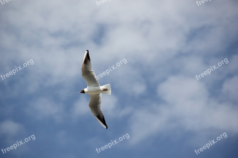 Seagull Bird Flying Flight Sky