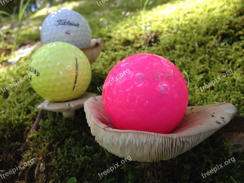 Golf Ball Mushroom Woods Colorful Free Photos