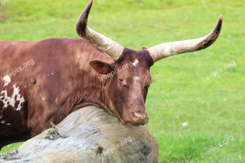 Cattle Long Horn Cow Grass Nature