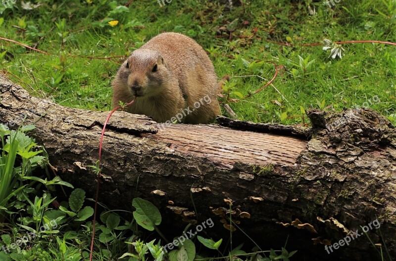 Prairie Dog Wildlife Prairie Cute Rodent