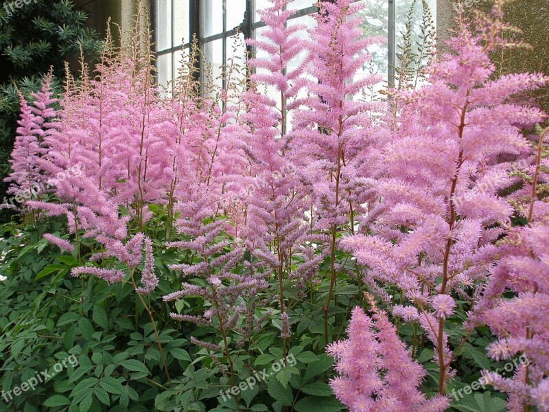 Flowers Astilbe Plant Summer Blossom