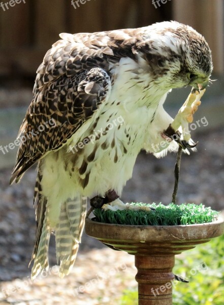 Gyr Falcon Bird Of Prey Prey Falcon Bird