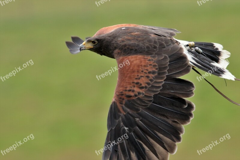 Harris Hawk Falconry Harris Bird Hunter