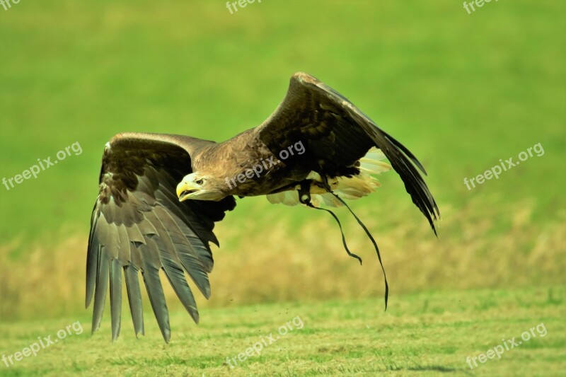 Harris Hawk Hawk Harris Animal Hunter