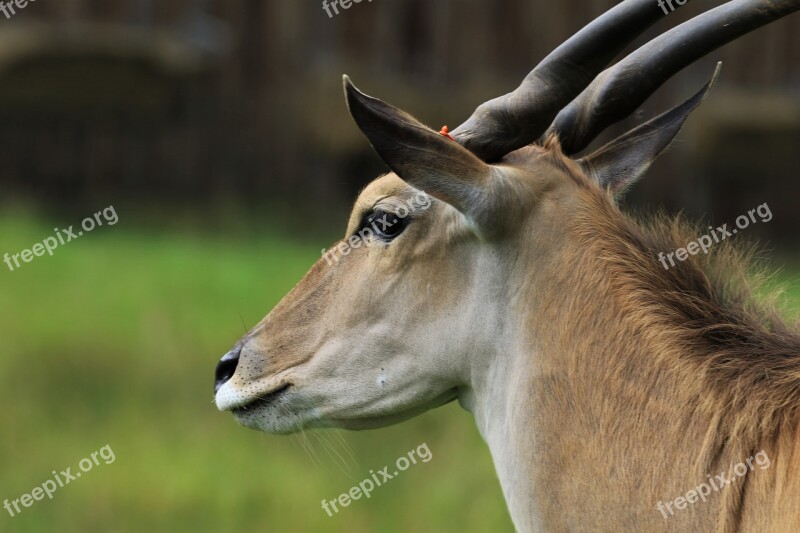 Bongo Antelope Animal Wildlife Wild