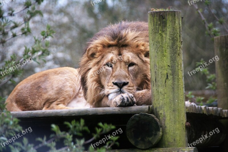 Lion King Majestic Cat Feline