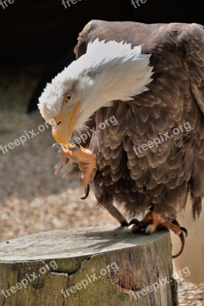 Bald Eagle Talon Bird Wildlife Prey