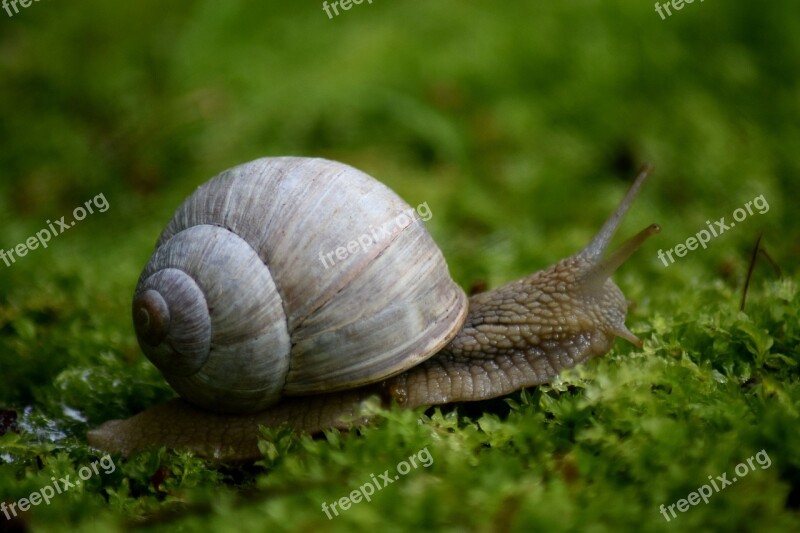 Snail Moss Spiral Crawling Slug