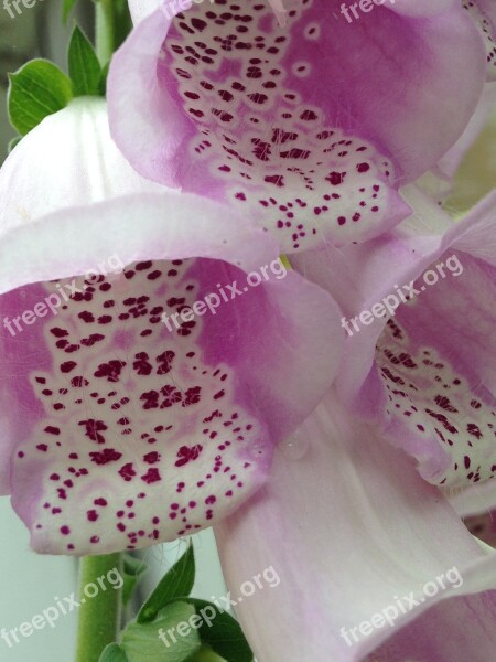 Foxglove Flower Plant Garden Nature