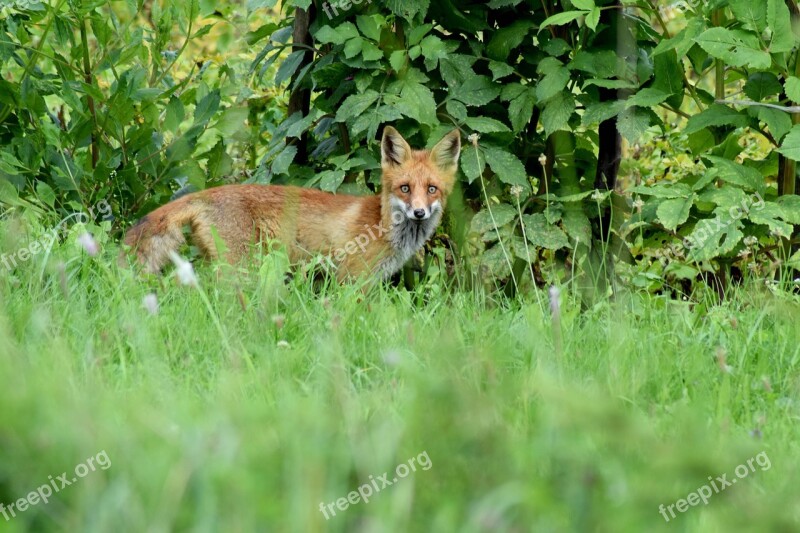 Fox Cute Red Fox Wild Wildlife