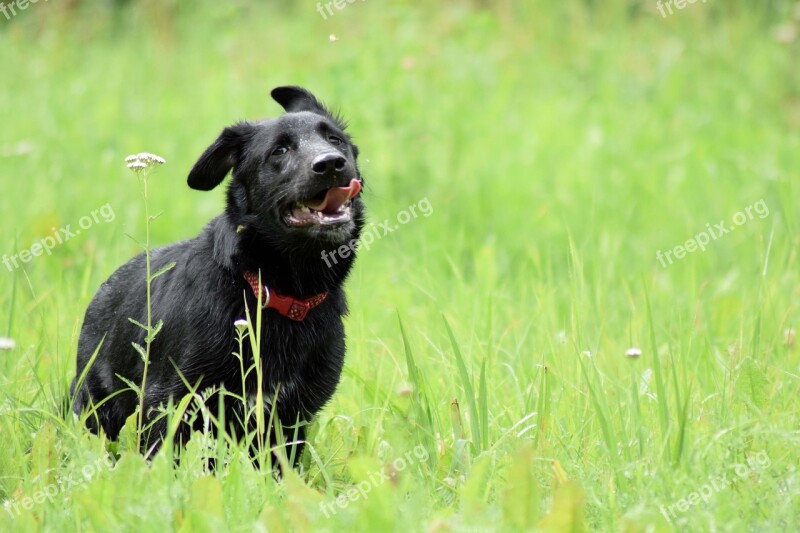 Dog Black Puppy Cute Happy