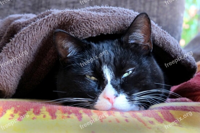 Cat Tired Blanket Head Concerns