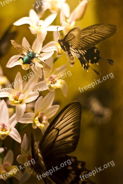 Butterflies Flying Flowers Insect Nature