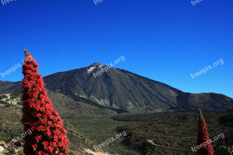 Teide National Park Tajinaste Rojo Red Flowers Tenerife National Park