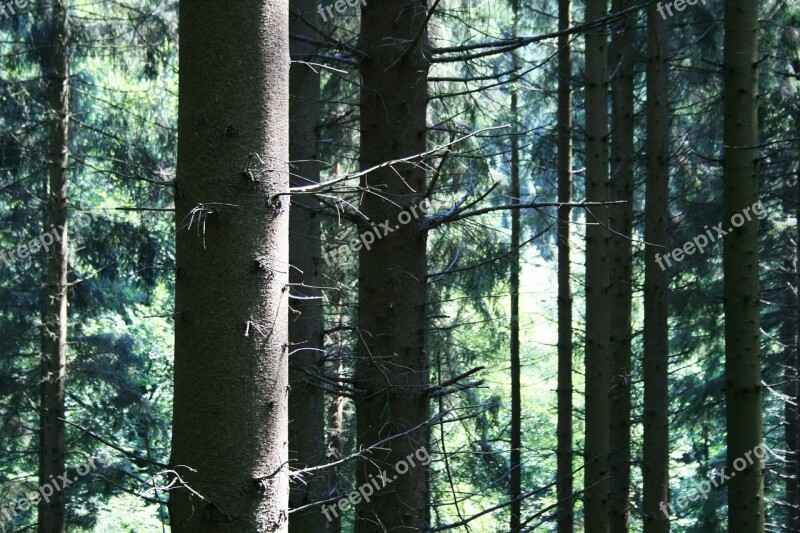 Forest Trees Conifer Forests Log