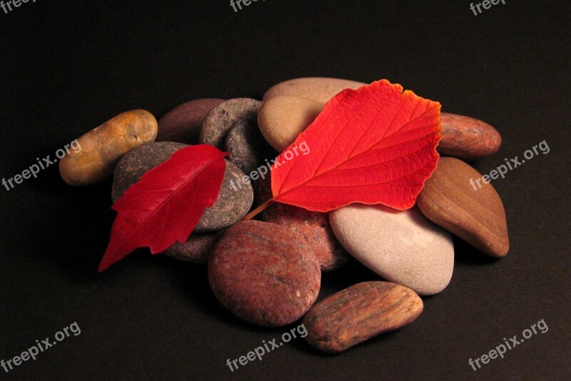 Leaves Stones Autumn Red Leaf