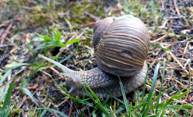 Snail Shell Rain Burgundy Nature