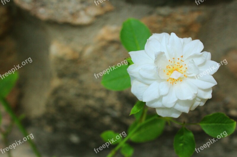 Flower Petals White Flower Garden Beauty