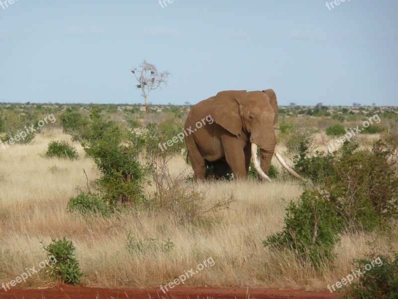 Elephant Africa Kenya Tsavo Nature