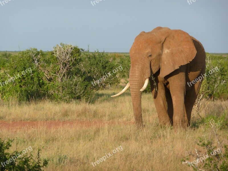 Elephant African Kenya Tsavo Mammal