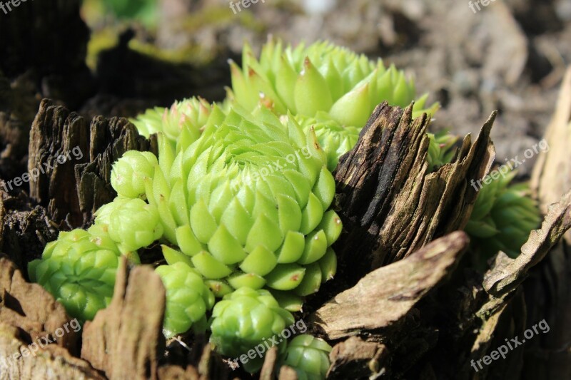 Houseleek Plant Log Wood Nature