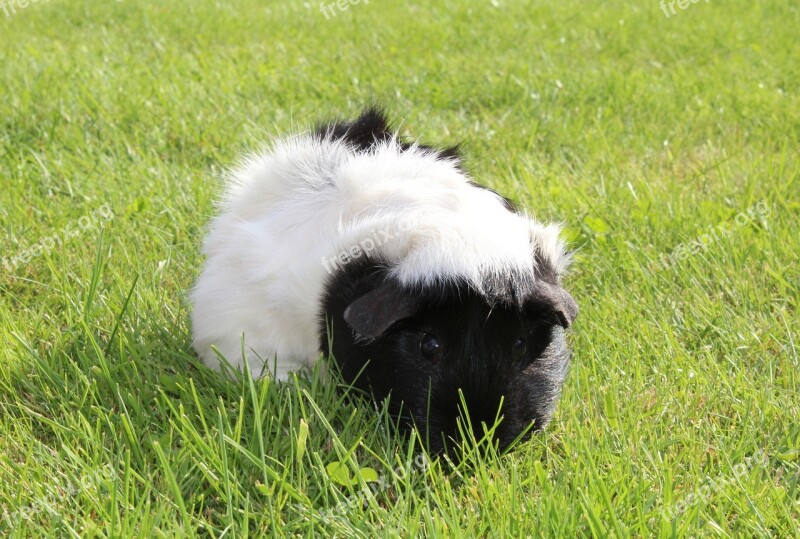 Guinea Pig Animal Rosette Cute Nager