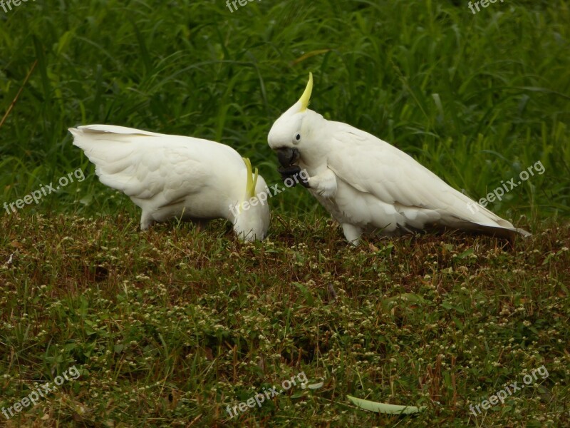 Bird Cockatoo Parrot Sulphur Crested Wildlife