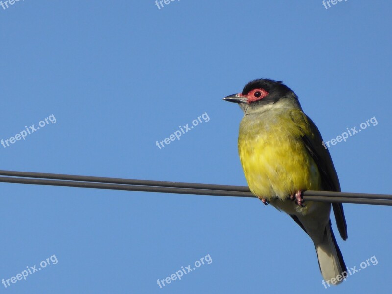 Figbird Bird Wire Oriole Sphecotheres